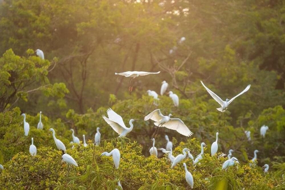 Cơ hội kh&aacute;m ph&aacute; thi&ecirc;n nhi&ecirc;n đầy ấn tượng tại vườn c&ograve; Bằng Lăng, th&agrave;nh phố Cần Thơ.